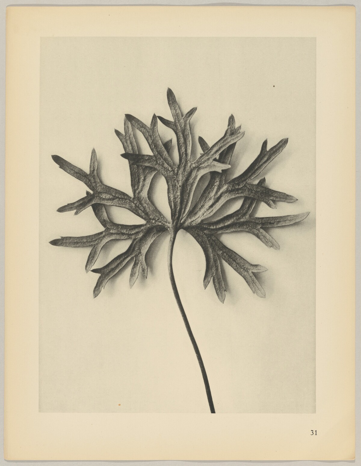 Aconiyum anthora by Karl Blossfeldt