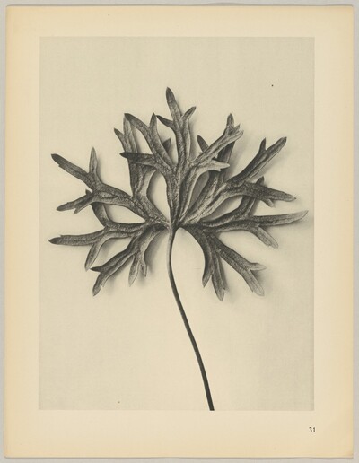Aconiyum anthora