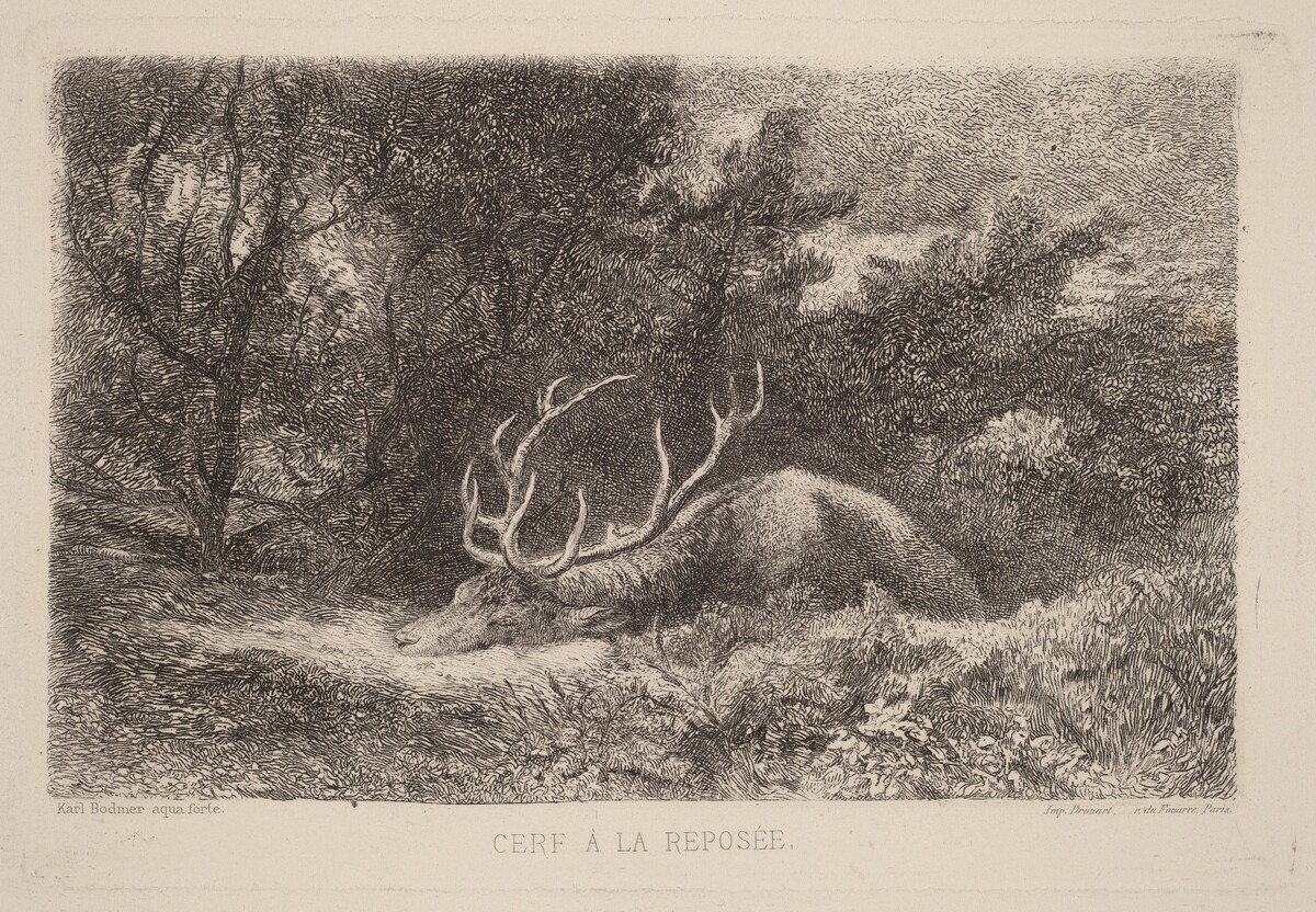 Cerf a la Reposee by Karl Bodmer