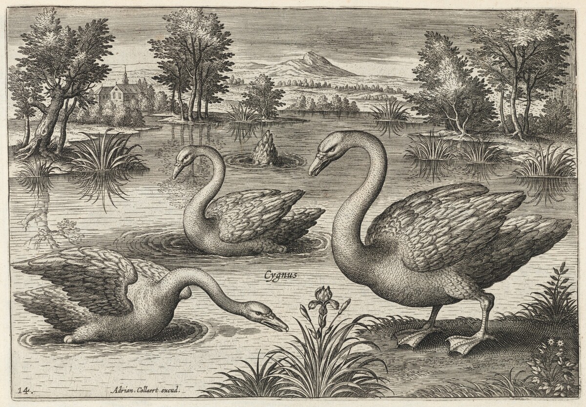 Three Whooper Swans by Adriaen Collaert
