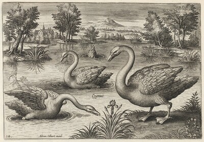 Three Whooper Swans