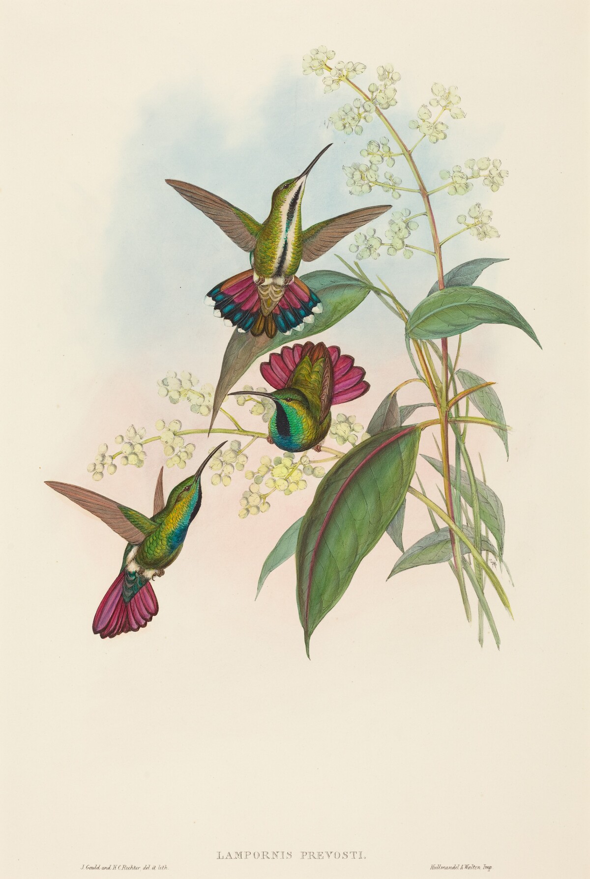 Lampornis prevosti by John Gould and H.C. Richter