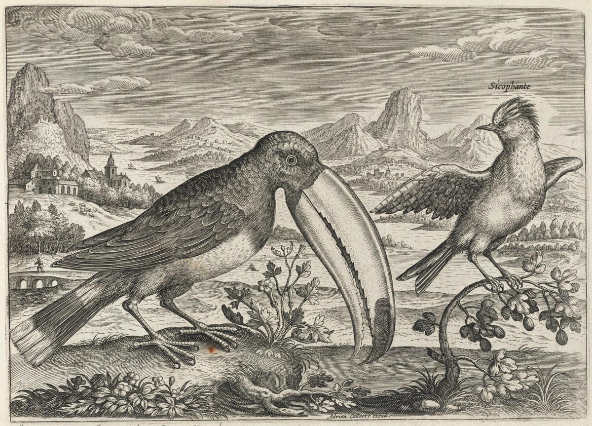 Toucan and Another Tropical Bird by Adriaen Collaert