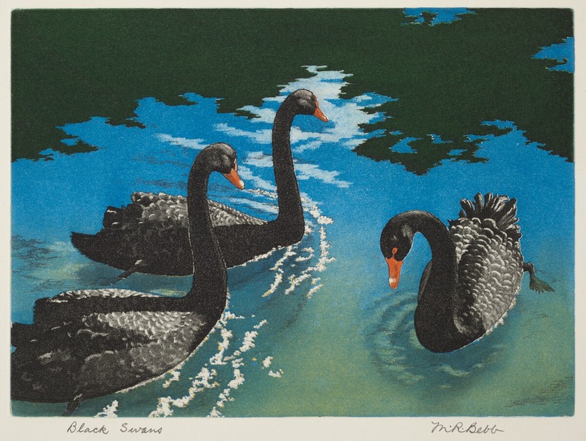 Black Swans by Maurice R. Bebb
