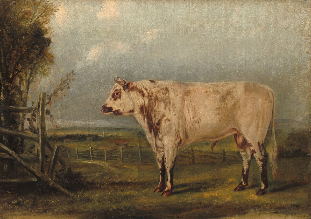 A Young Bull by Attributed to John Woodhouse Audubon