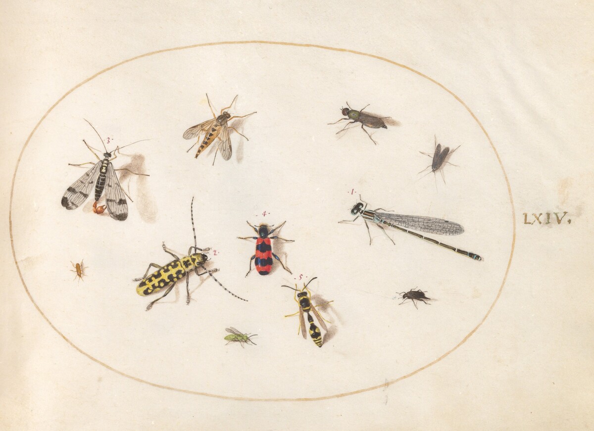Plate 64: Eleven Insects, Including a Dragonfly and Longhorn Beetle by Joris Hoefnagel