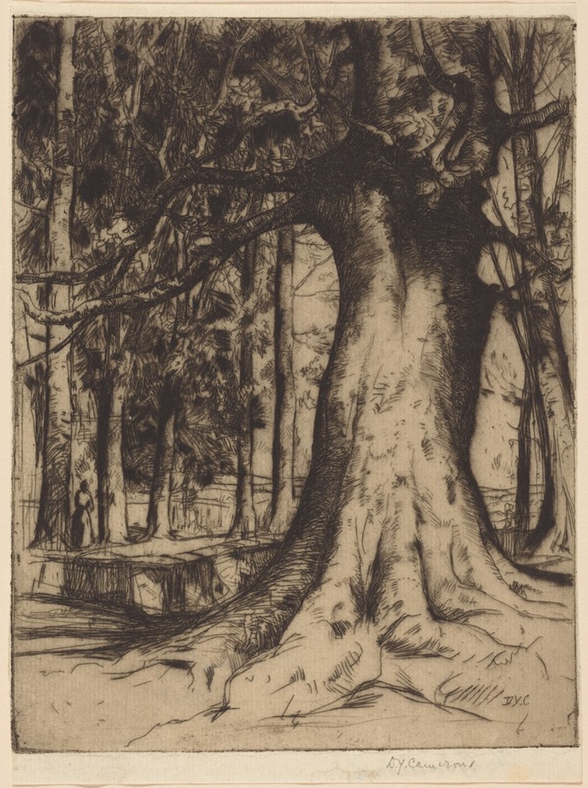 The Sycamore by David Young Cameron