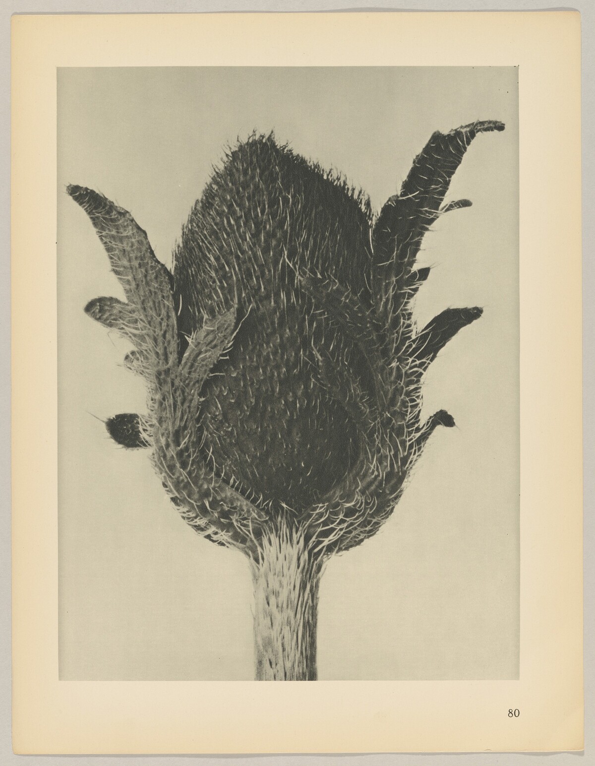 Papaver orientale by Karl Blossfeldt