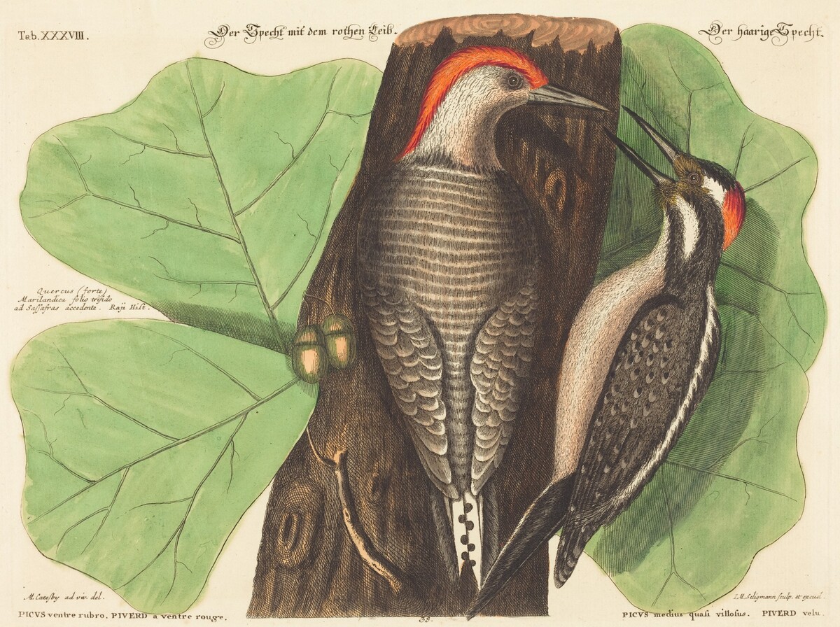 The Red Bellied Woodpecker (Picus Carolinus) by Johann Michael Seligmann after Mark Catesby