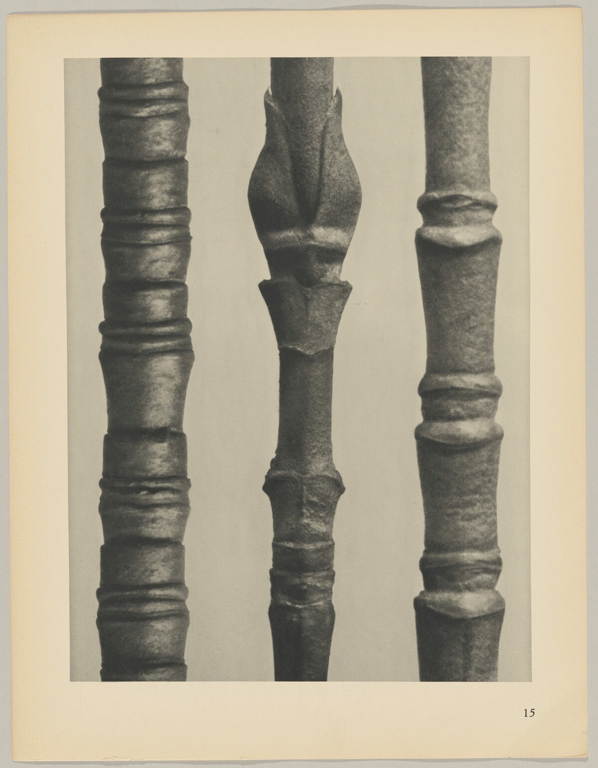 a Cornus Nuttallii; b Cornus Nuttallii; c Cornus florida by Karl Blossfeldt