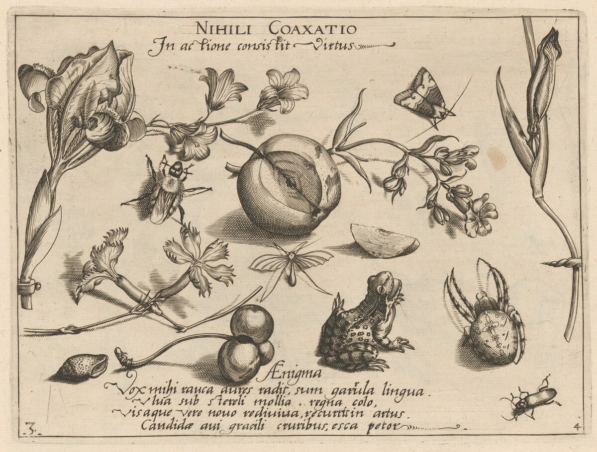 Archetypa studiaque patris Georgii Hoefnagelii [Part 4, Plate 3] by Jacob Hoefnagel after Joris Hoefnagel