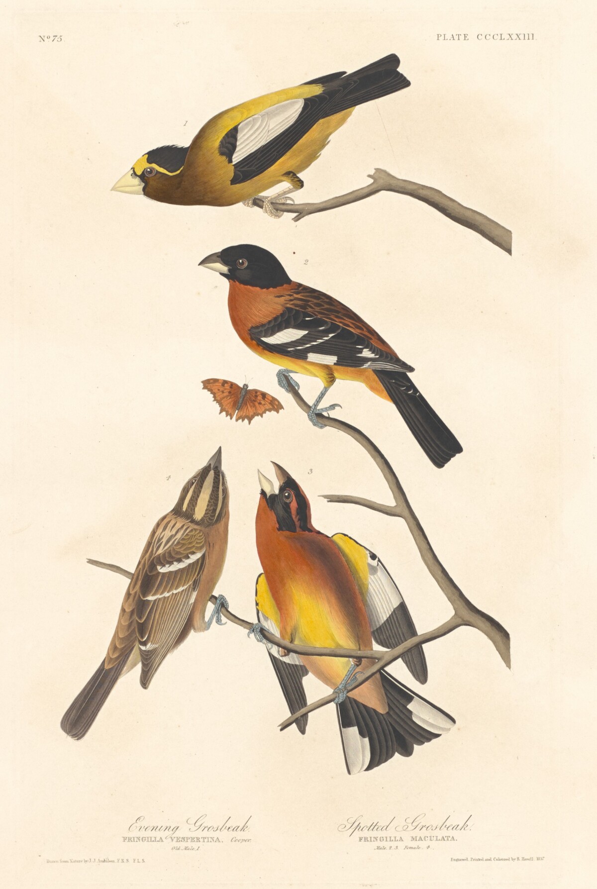 Evening Grosbeak and Spotted Grosbeak by Robert Havell after John James Audubon