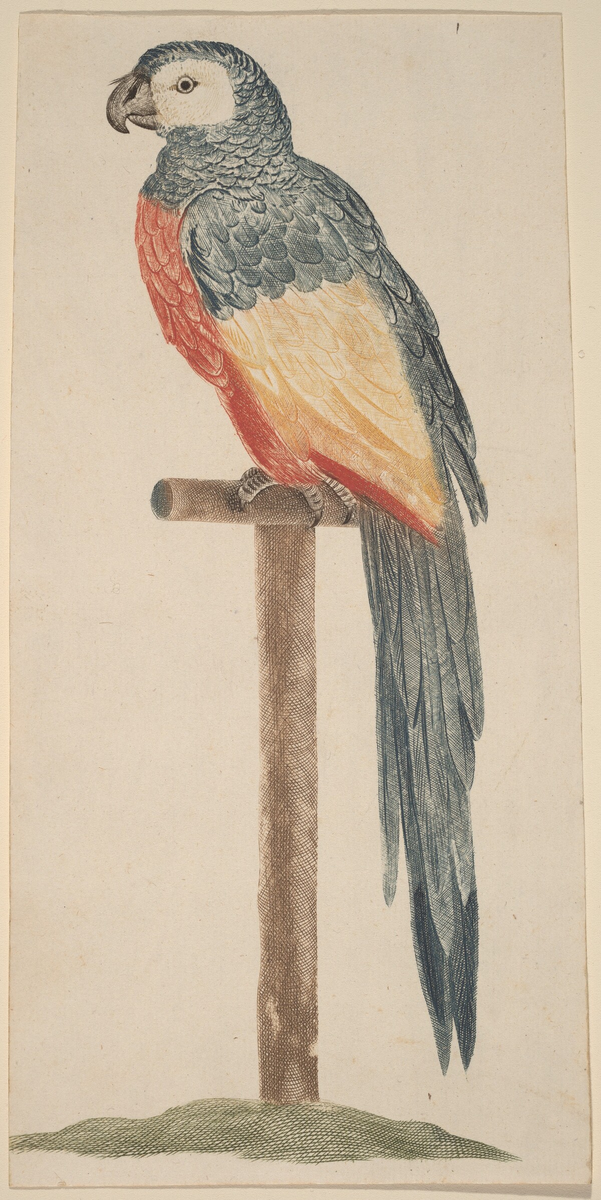 Parrot (Ara) by Workshop of Johann Teyler