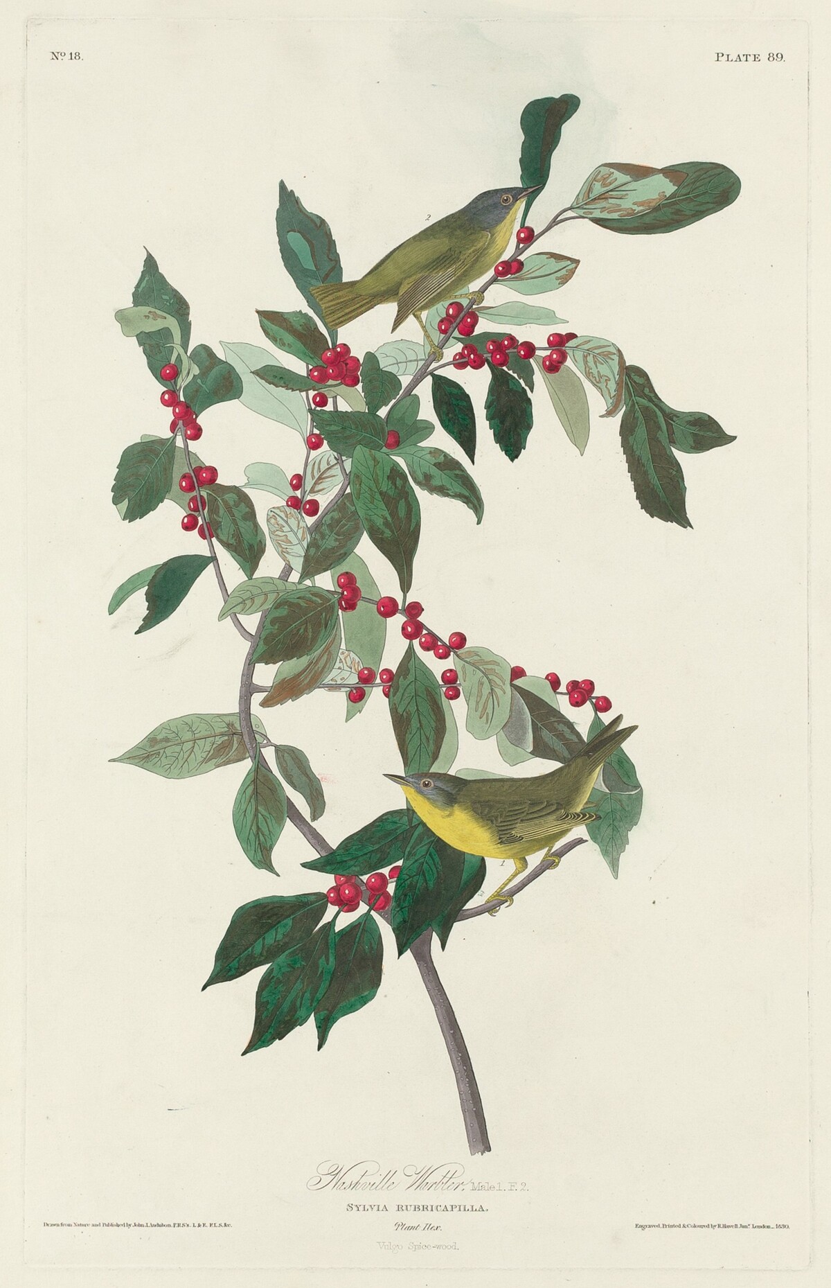 Nashville Warbler by Robert Havell after John James Audubon