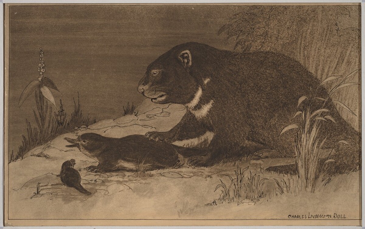 Illustration for "Bird Beast" by Charles Livingston Bull