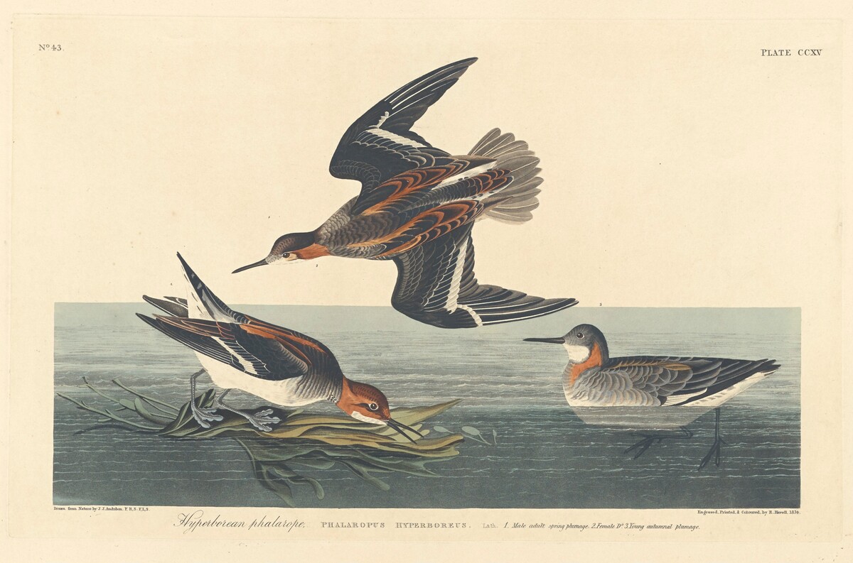 Hyperborean Phalarope by Robert Havell after John James Audubon
