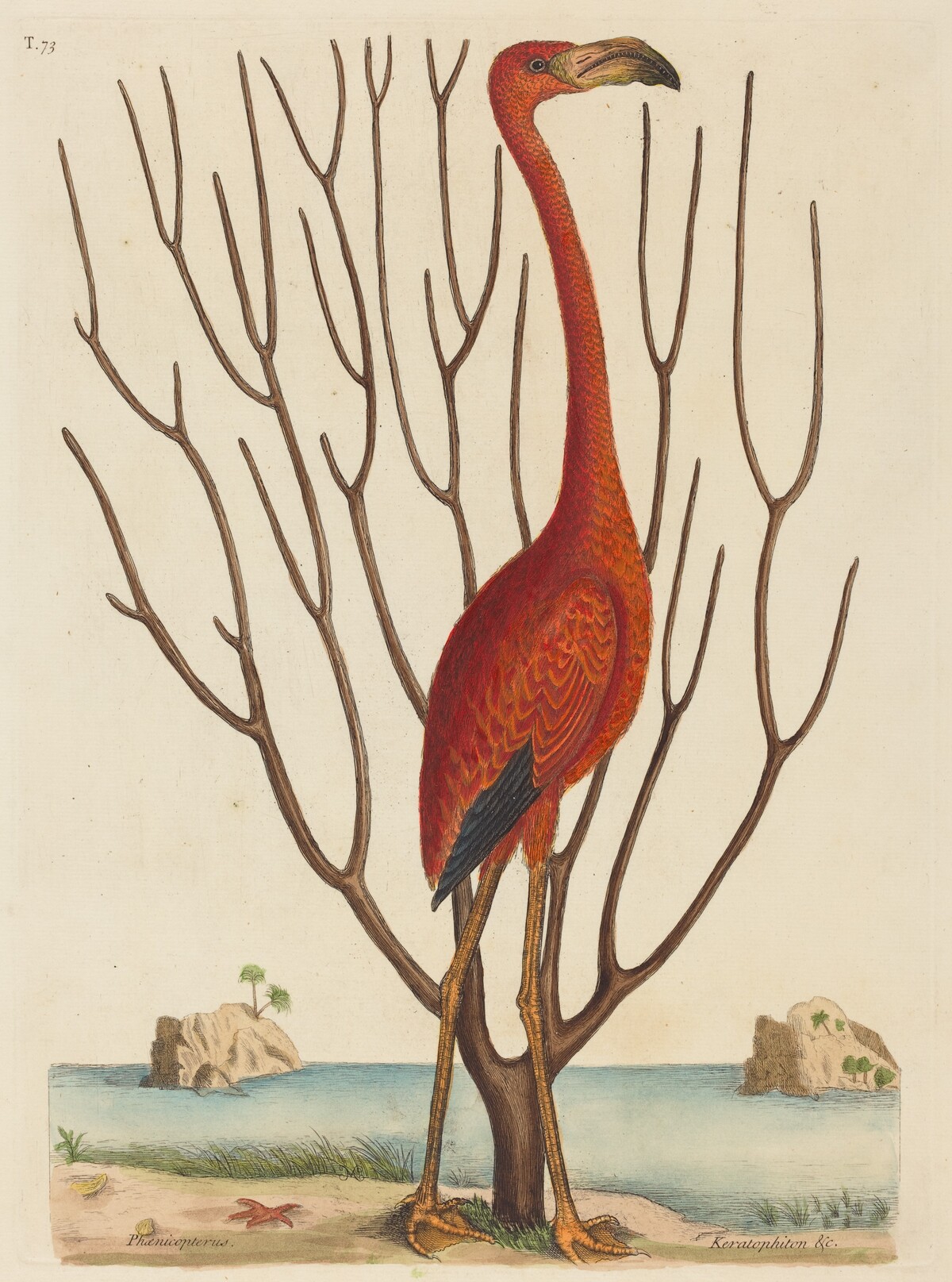 The Flamingo (Phoenicopterus ruber) by Mark Catesby