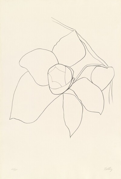 Camellia II