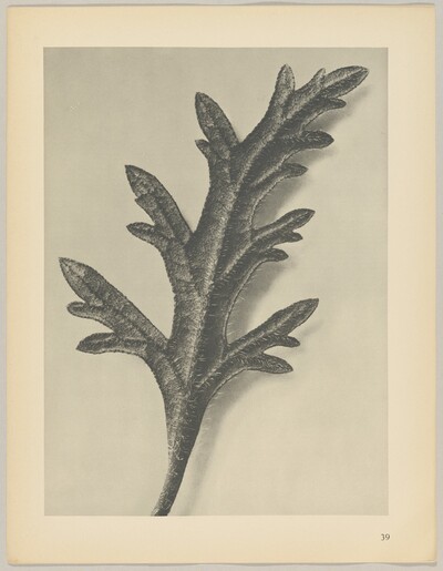 Verbena canadensis