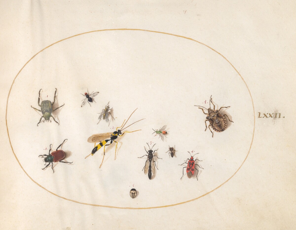 Plate 72: Shield Bug, Cinnamon Bug, Wasp, and Other Insects by Joris Hoefnagel