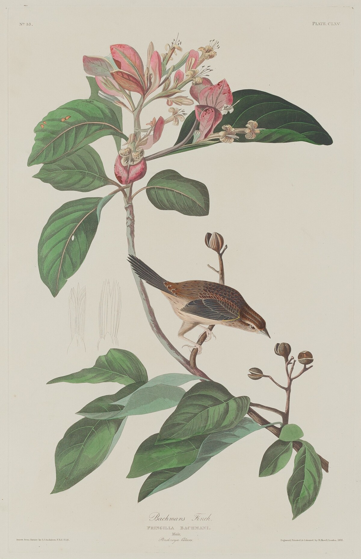 Bachmans Finch by Robert Havell after John James Audubon