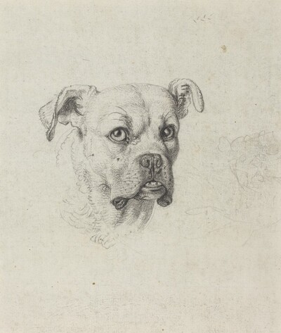 A Boxer