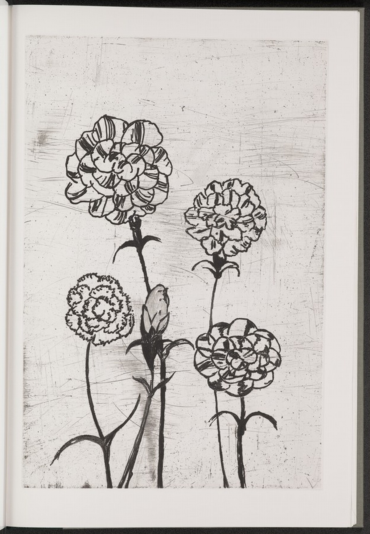 Carnation by Jim Dine