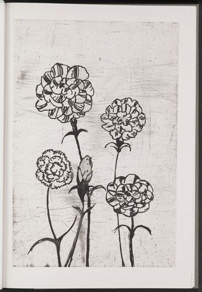 Carnation