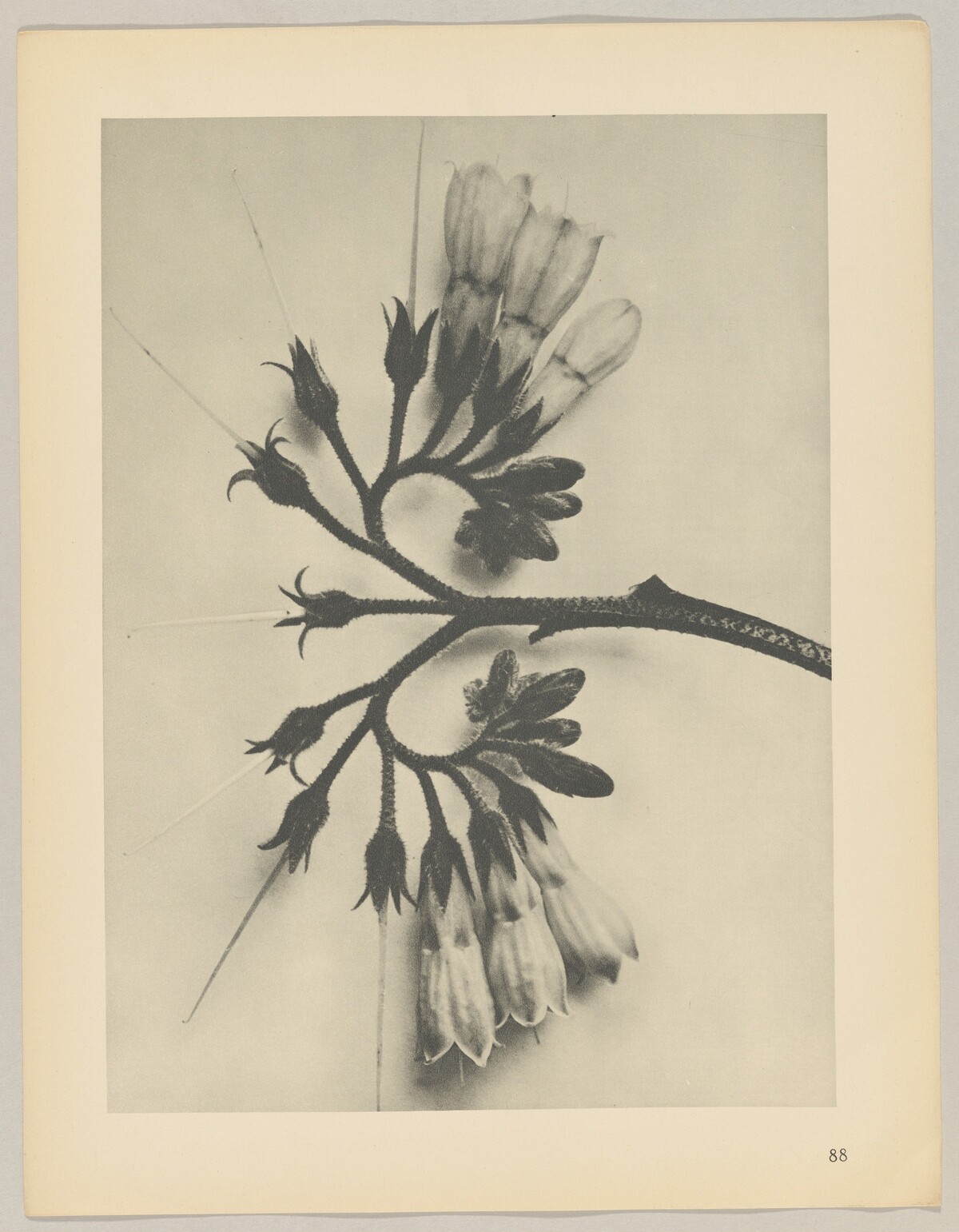 Symphytum officinale by Karl Blossfeldt