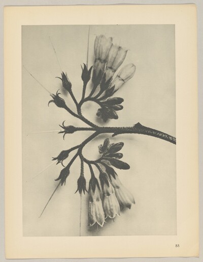 Symphytum officinale