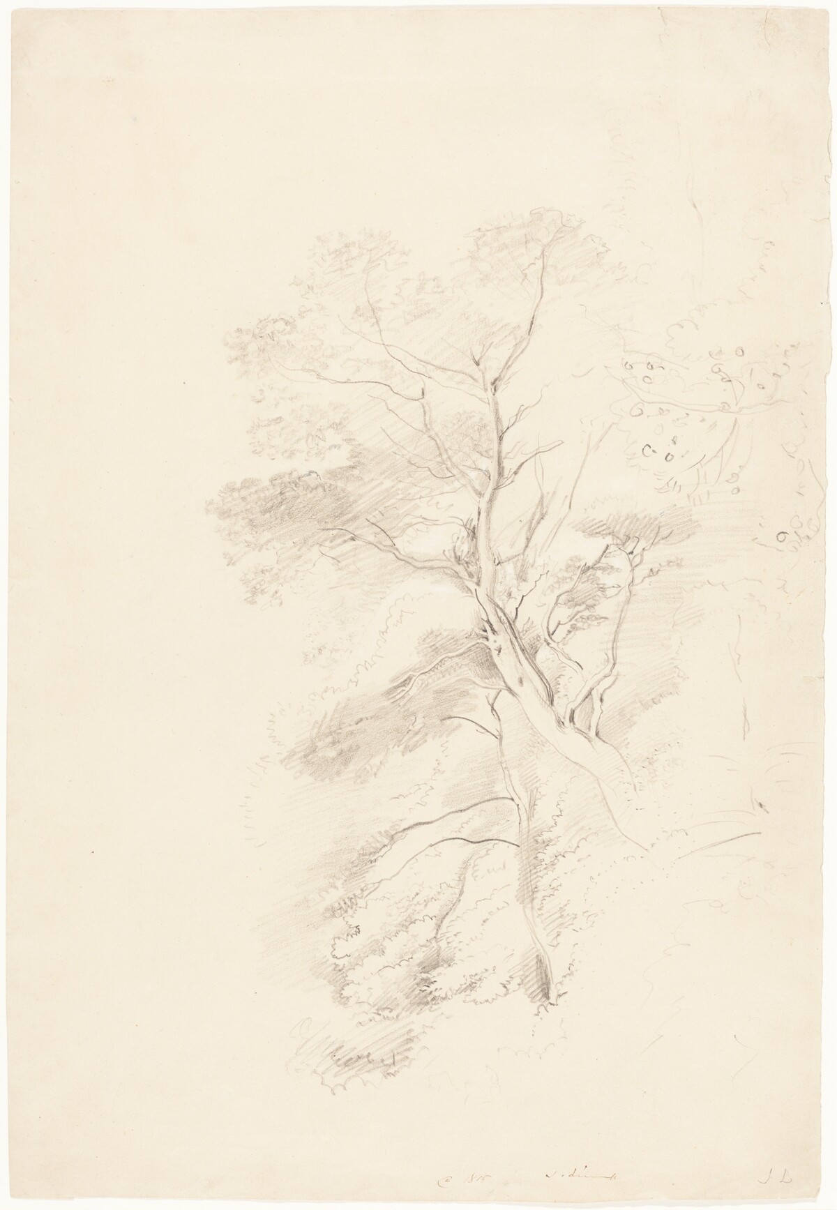A Beech Wood by John Linnell
