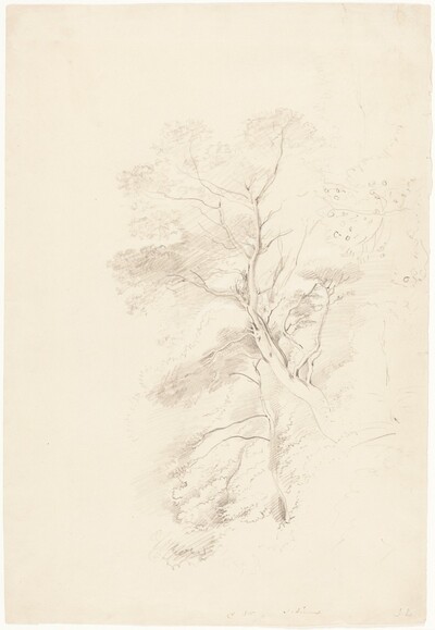 A Beech Wood