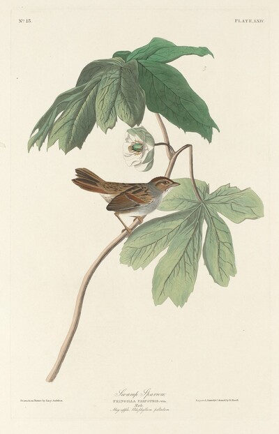 Swamp Sparrow
