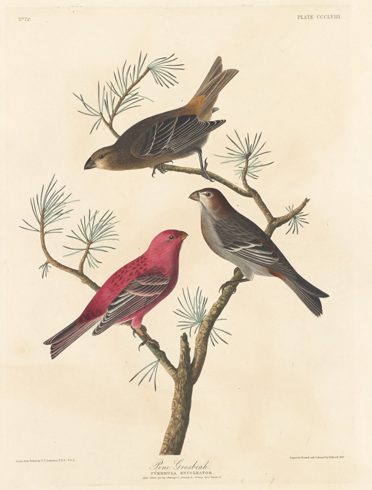 Pine Grosbeak by Robert Havell after John James Audubon
