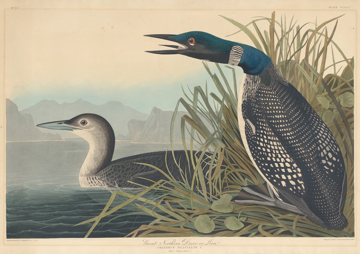 Great Northern Diver or Loon by Robert Havell after John James Audubon
