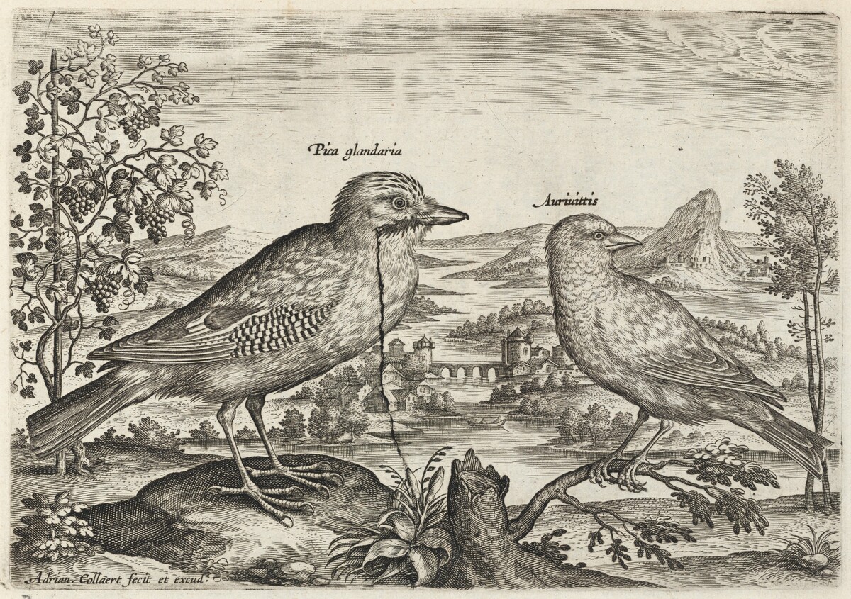 Jay and Finch by Adriaen Collaert