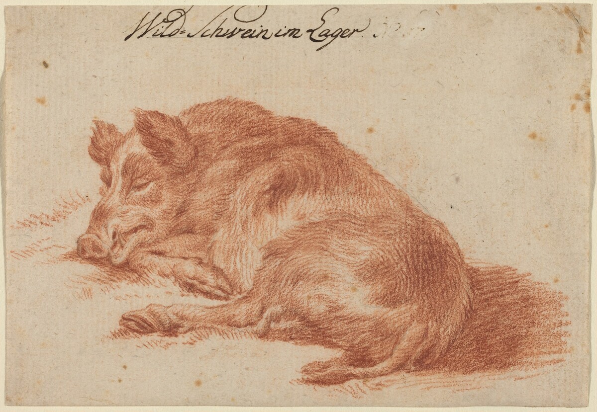 Wild Boar by German 18th Century
