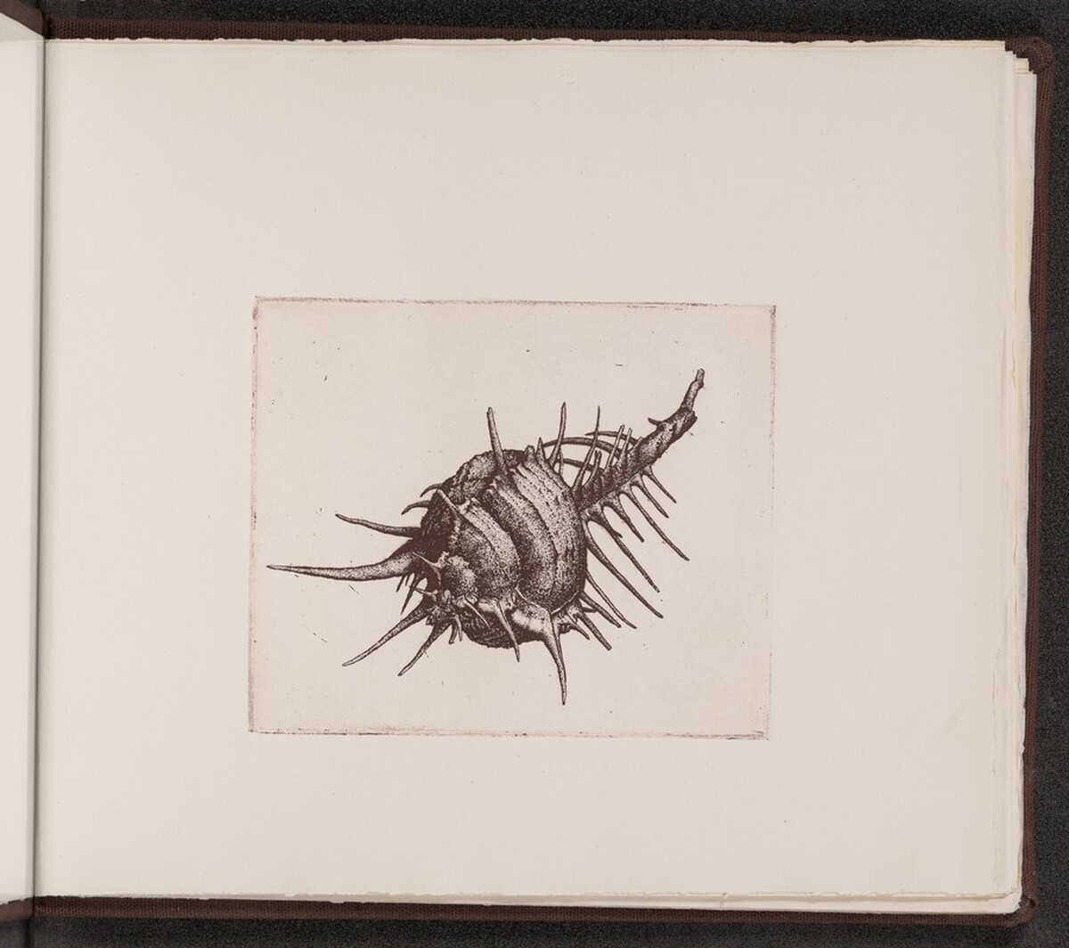 Murex tenuispina by Charles Arthur Wells, Jr.
