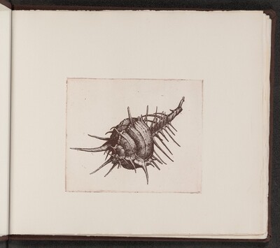 Murex tenuispina
