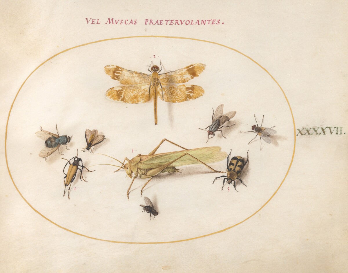Plate 47: A Dragonfly (Banded Darter?), Grasshopper, Houseflies, a Carrion Beetle, a Flower Longhorn Beetle, and Other Insects by Joris Hoefnagel