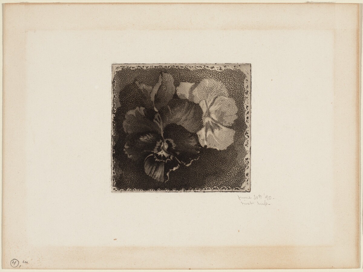 Pansies by James David Smillie