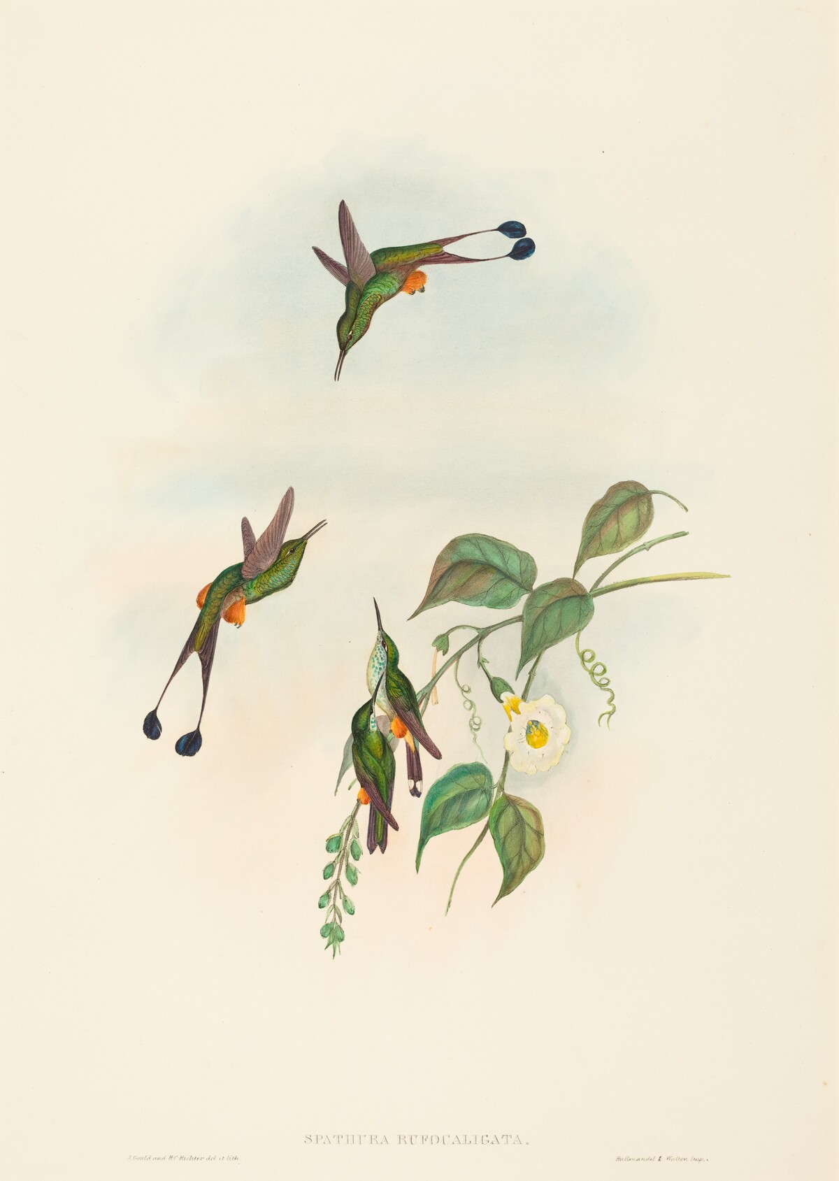 Spathura rufocaligata (Red-booted Racket-Tail) by John Gould and H.C. Richter