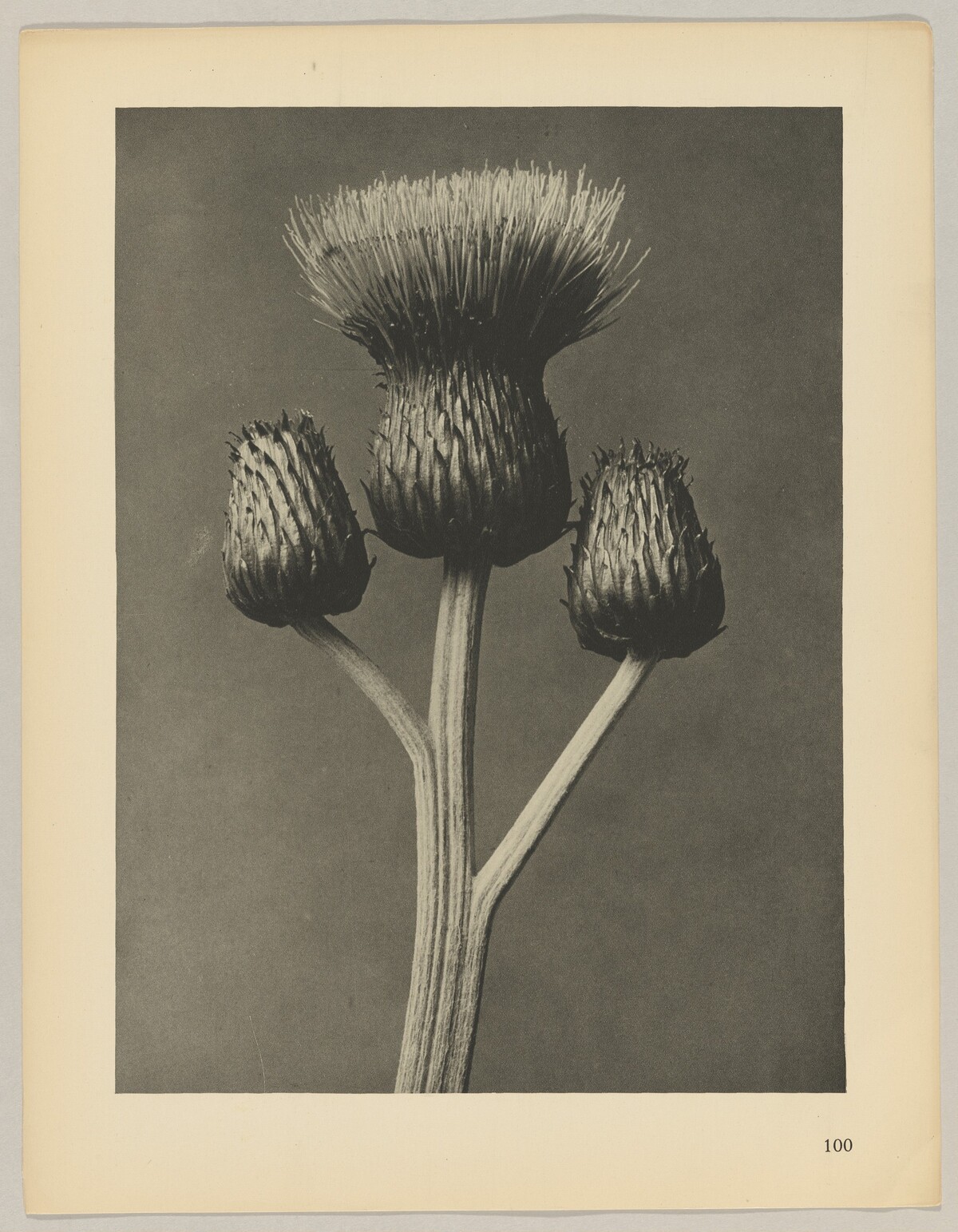 Cirsium canum by Karl Blossfeldt