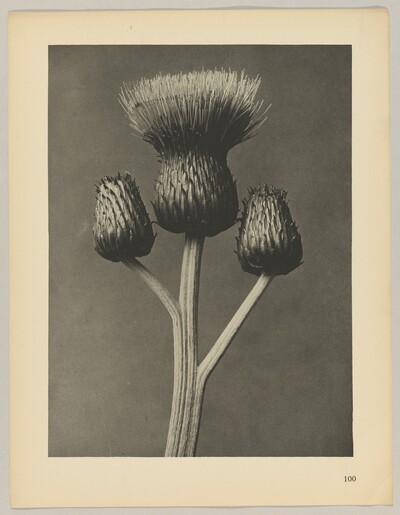 Cirsium canum