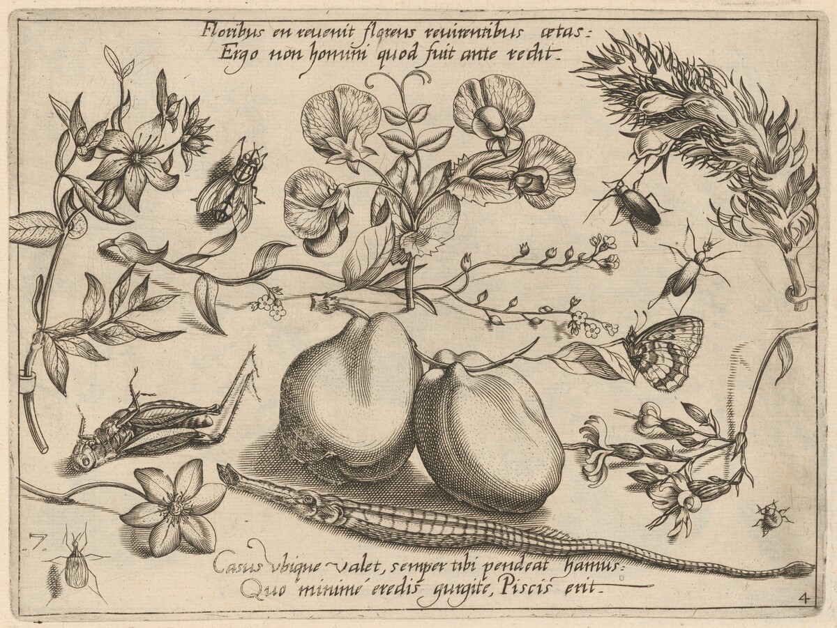 Archetypa studiaque patris Georgii Hoefnagelii [Part 4, Plate 7] by Jacob Hoefnagel after Joris Hoefnagel