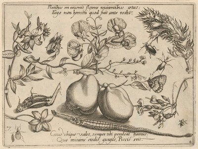 Archetypa studiaque patris Georgii Hoefnagelii [Part 4, Plate 7]