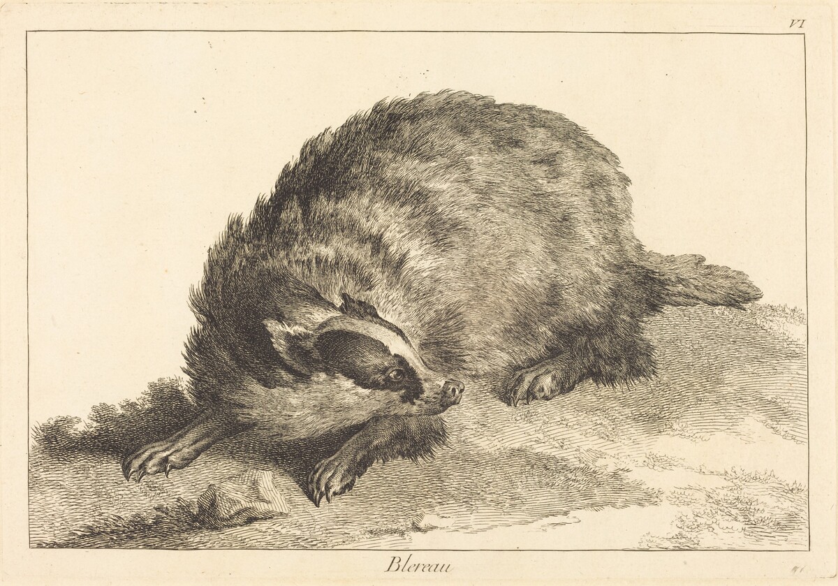 Blereau (Badger) by Jacques-Philippe Le Bas and Jean Eric Rehn after Jean-Baptiste Oudry