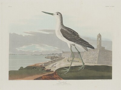 Greenshank