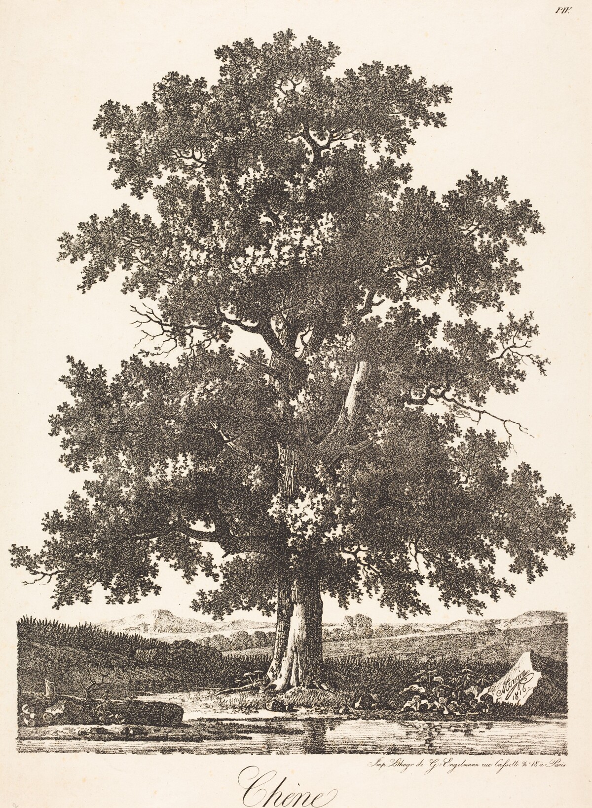 Chene (Oak Tree) by Antoine-Pierre Mongin