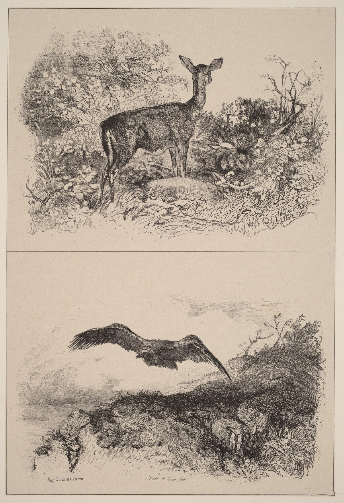 Biche, Aigle by Karl Bodmer